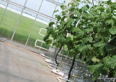 The back of the greenhouse is overlooking the other Emsflower greenhouses. There is room for 18 hectares of expansion.