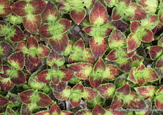 New Coleus of Padana