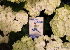The new variety from Endless Summer the Dream Cloud