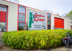 Another participant of KIDK 2026 in Asten was Bamboo Giant. A hugely unusual company - how many growers in the Netherlands (or in Europe?) grow feed for pandas?