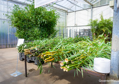This table holds 40 kilos of bamboo, which is what an adult panda eats PER DAY! Bamboo Giant delivers 1000-1200 kilos of bamboo every week to Ouwehands zoo in Rhenen.