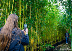 Very nice all the info on the 75 bamboo species - but how cool to just make some reels out of the jungle in Asten?