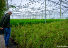 Many people were surprised by the existence of non-growing species of bamboo.