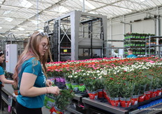 Different varieties are manually placed on 1 tray