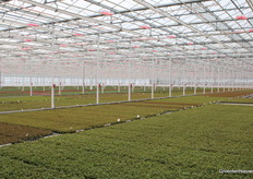 This greenhouse covers 7 hectares
