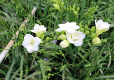 Versailes Double white