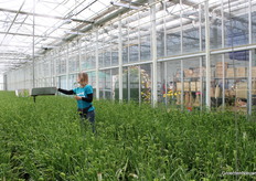 This is how they are picked