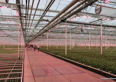 The different growth stages of Lisianthus were clearly visible.