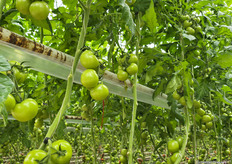 CO2 dosing for biodynamic tomatoes