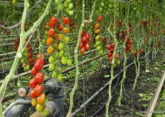 More and more varieties are resistant, but for certain specialties, growers sometimes still choose the best-tasting variety, even in the absence of rugose resistant varieties.