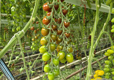 The products of Nursery F.J.J. de Koning are sold through Harvest House to many Dutch supermarkets, specialised health food shops and there are also exports to Germany, England and Scandinavia.