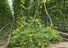 Definitely not weeds, but useful plants to keep the biology going in the greenhouse at biodynamic grower Frank de Koning.