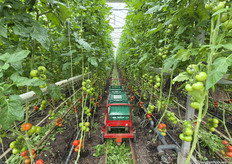 Folding crates, ready for another round of harvesting in this biodynamic crop.