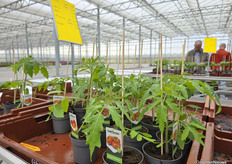 At Vers van Voorne, visitors could buy their own vegetable garden together, here with tomato plants raised by horticultural company Gebr. de Gier.
