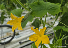 From flower to cucumber, how long does it take? It was one of the frequently asked questions to grower Remi of Greenyland.