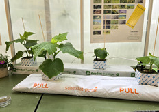 Greenyland grows cucumbers on perlite.