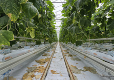 Greenyland grows three rounds of cucumber a year, using geothermal heat.