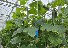 Blue blades on one side of the concrete pad, and red on the other. A hygiene measure to limit damage in case of virus.