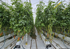 Bryte cultivates using geothermal heat.