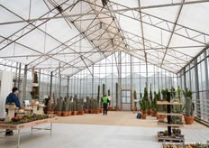 From mini cactus to giant