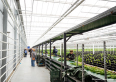Lots of eyeballs in the greenhouse too
