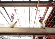 And on to GreenBalanz where the orchids attracted a lot of attention