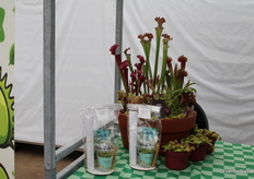 Here we see a whole collection of carnivorous plants.