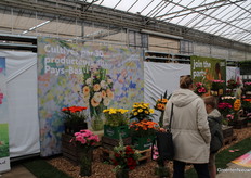 Beautiful flower presentations were on display at many farms. Here we see the Gerbera.