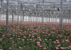This gerbera greenhouse did not officially participate in Kom in de Kas. We couldn't resist taking a snapshot anyway.