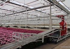 The harvesting process is maximally automated.