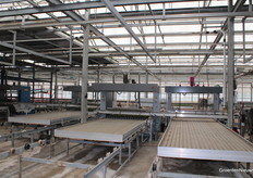 Fully automatically, the pots are placed on the containers.