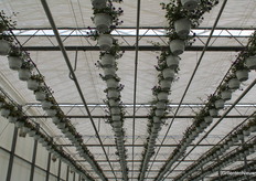 These summer bloomers hang tight in the greenhouse. Beautiful plants that, with this nice weather, can be delivered quickly.