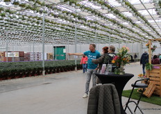 Colourful and diverse, the Alstroemeria stand.