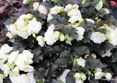 Begonia, begonia and more begonia!!!