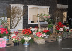 Beautiful display of Amaryllis in the hall of Deliflor.