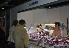 Playing a home game Olga Belyakova with Fialki. Info, from Almaty.