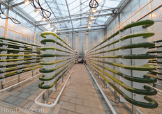 The microalgae are commercially marketed as food for farmed fish. These fish and the produced fish oil is well known for its omega-3 fatty acid content, the farmed fish don't actually produce omega-3s, instead accumulating their omega-3 reserves by consuming microalgae.