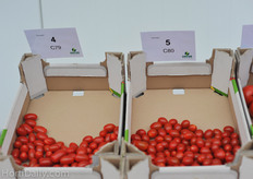 C79 will get a commercial name soon, the C80 will be marketed under the name Appeticio. Both varieties have an extraordinary good taste perception.A lot of interest from retail, especially from the UK.