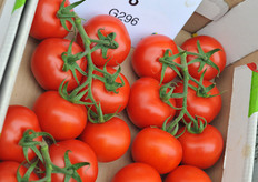 G296 is a real eye catcher. The premium variety in the middle TOV segment has a very good shelf life and a deep red colour. This year it will be commercialy grown by Dutch growers.