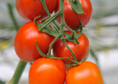 Aubade plum TOV again, now on the plant.