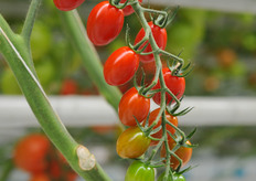 Appeticio on the plant.