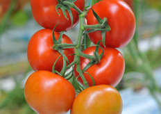 C286, commercial by the name Avenger.