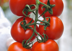 Eye cather and premium TOV middle segment tomato C296, not yet a name but well received. Will be grown on an impressive acreage this year.