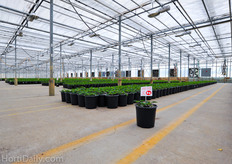 Because Green Circle Growers grows a very wide range of products, their greenhouses are equipped to be capable to grow any kind of plant. There is pad and fan, heating, energy/shading screens and supplemental lighting from Hortilux/P.L. Light. Next to this each compartment is equipped with spraying booms.