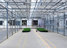 Thanks to their large acreage they are capable to grow multiple ranges of products: they grow the whole arrangements of Spring, Fall and Christmas products throughout the year.