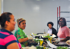 These women are cleaning and sorting the plants and later they are transplanting the plants into propagation trays.