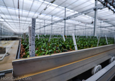 GCG has 2 hectare to propagate the youngplants them selves. Next to this they do also propagate some youngplants for partner growers.