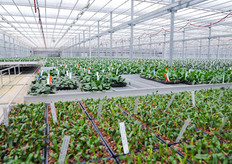 In the front you see recently transplanted material. It takes six months to become the plant that you see in the back. Step by step, it is moving toward a selection section to pick out the right plants for production.