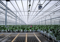 Next to the bedding plants and orchids, GCG also is the owner of Express Seed. Together with Express Seed and Just Add Ice Orchids they have a total turnover of US$ 180 million.