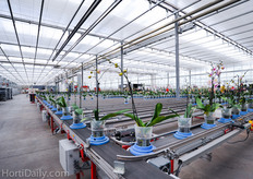 When the plants are fully grown, the plants are entering a sorting facility. A smart camera system sorts them into 26 different grades and place them on a blue socket with an ID tag. Later they will get sorted into batches of 27 plants.